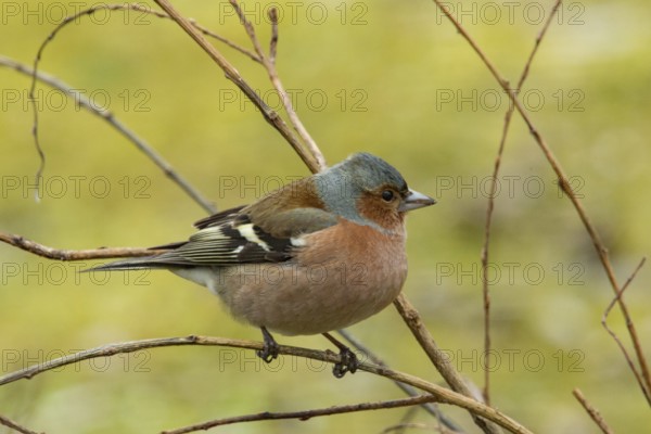 Chaffinch (Fringilla coelebs)