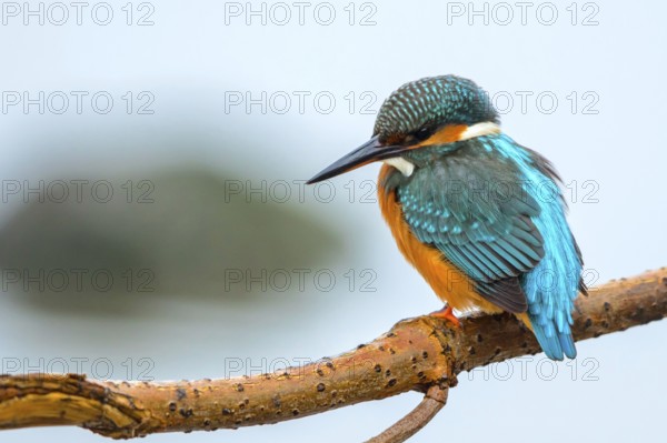 Kingfisher on the perching branch (Alcedo atthis)