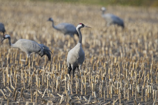 Eurasian crane (Grus grus)