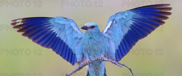 Roller, almond crow, (Coracias garrulus), animals, birds, raptors, raptor family, perch, biotope, habitat, spreads wings, Muselievo, Muselievo, Pleven, Bulgaria