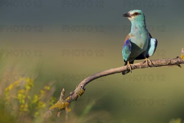 Roller, Almond Crow, (Coracias garrulus), animals, birds, raptors, raptor family, perch, biotope, habitat, Muselievo, Muselievo, Pleven, Bulgaria
