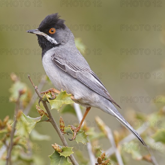 Masked warbler, (Sylvia rueppelli), Sylvia ruppelli, animals, birds, songbird, warbler family, Cambazli, Silifke, Turkey