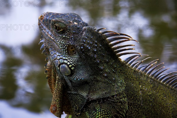 Reptile - colorful textured iguana close-up on nature background