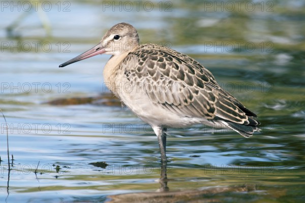 Black-tailed godwit (Limosa limosa), a young bird on the seaside meadow, marsh and pebble beach. Lake Ladoga in North-Western Russia