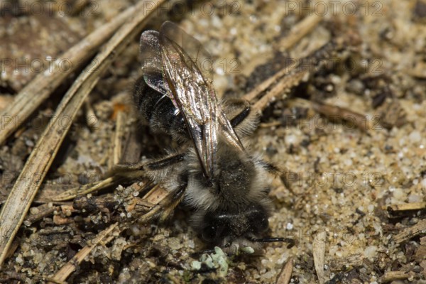 Willow sand bee (Andrena vaga)
