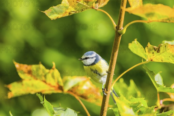 Blue tit in autumn (Cyanistes caeruleus)
