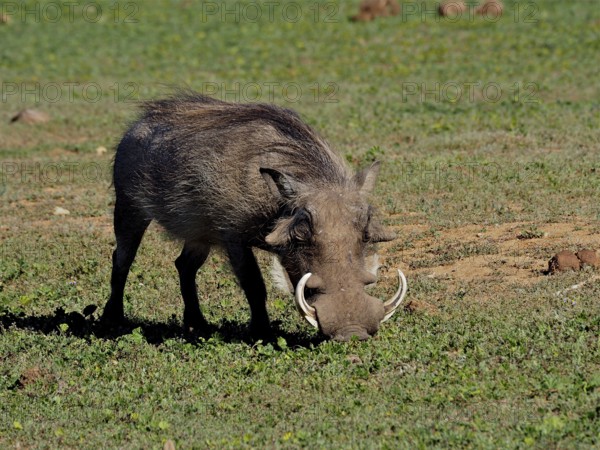Warthog (Phacochoerus africanus)