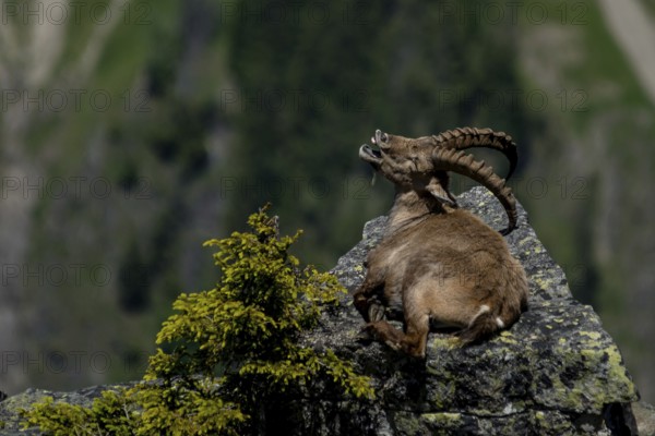 Alpine ibex (Capra ibex)