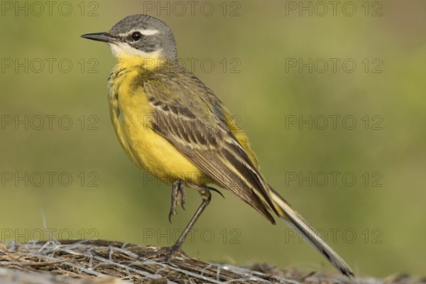 Yellow wagtail (Motacilla flava)