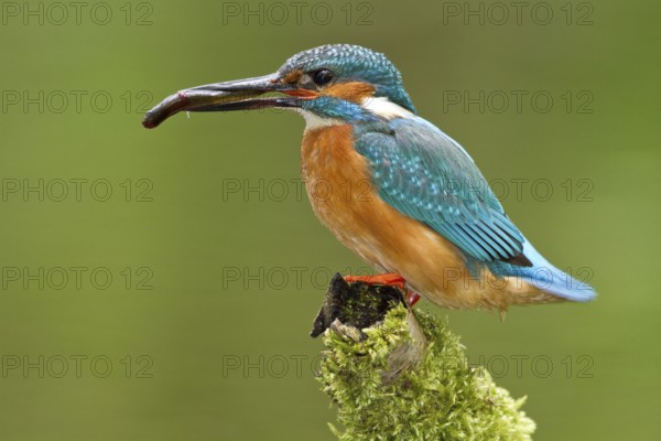 Kingfisher - male with fish (Alcedo atthis)