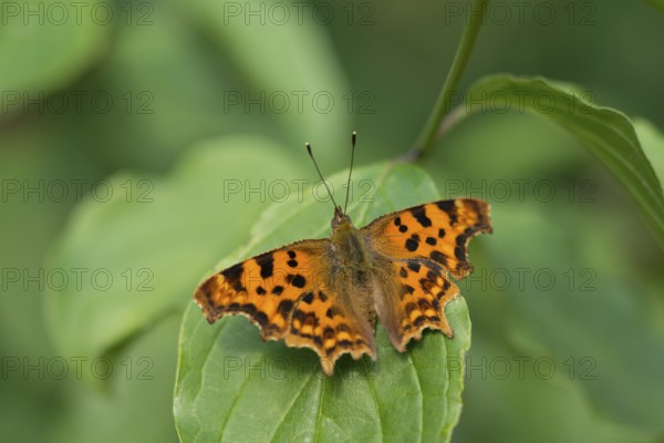 C-moth (Polygonia c-album)