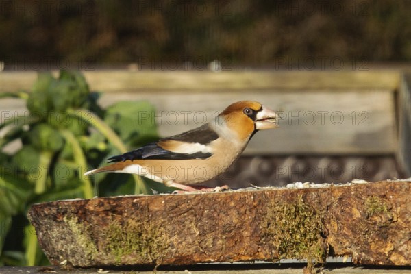 Hawfinch (Coccothraustes coccothraustes)