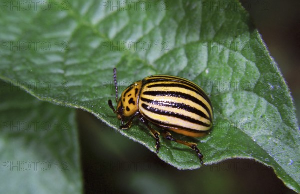 Colorado potato beetle (Leptinotarsa decemlineata)
