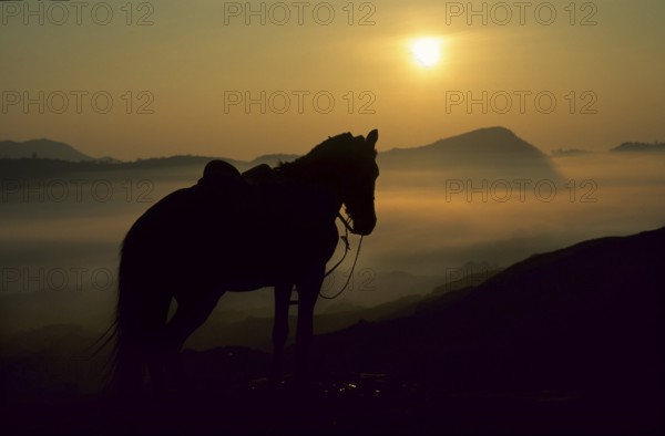 Horse in the morning light