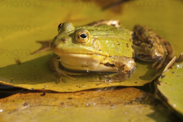 Water frog (Ranidae, Pelophylax)