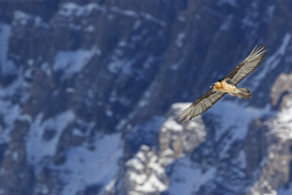 Bearded vulture, lammergeier, (Gypaetus barbatus), (Gypaetus barbatus meridionalis), flight photo, animals, birds, vulture, bird of prey, hawk-like family, mountain scenery, blue sky, free-view, Gemmi Pass, Valais, Switzerland