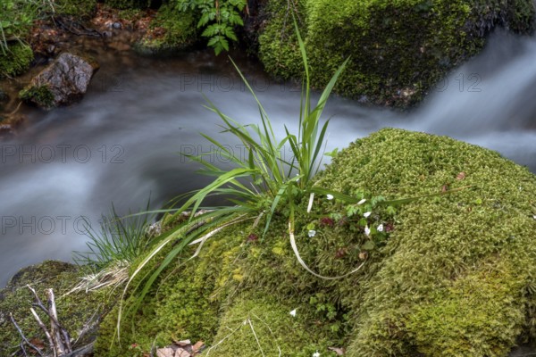 Waterfall in a mountain forest in springtime