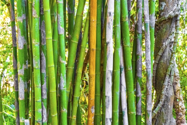 Green yellow bamboo trees in tropical forest of Luang Prabang Laos