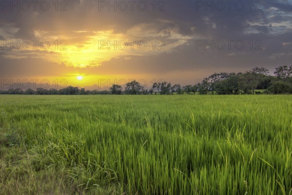 Beautiful green rice paddies in the evening at sunset. Beautiful natural landscape with fields, Sri Lanka