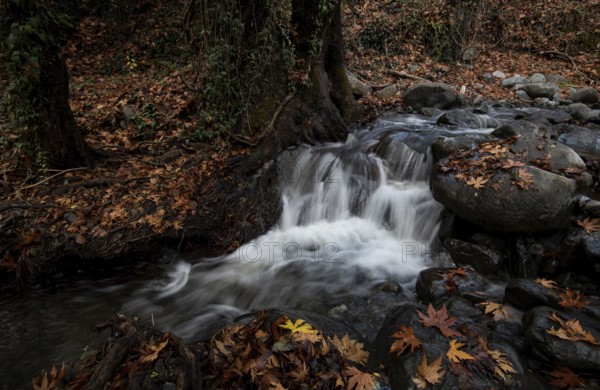 River flowing with maple leaves on the rocks on the riverside in Autumn. Millomery waterfall Troodos Cyprus