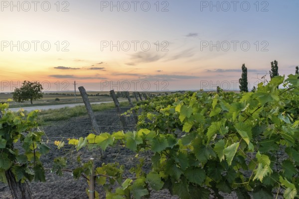 Beautiful Vineyard rows at sunset with trees in the background in Europe. Vineyards at sunset with beautiful sky