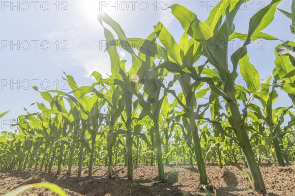 Green corn growing on the field. Green Corn Plants