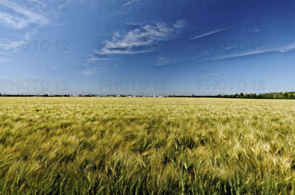 View over a summer cornfield to a new housing estate on the horizon near Cologne