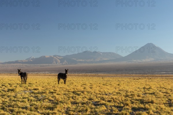 Atacama desert, Chile, Andes, South America. Beautiful view and landscape