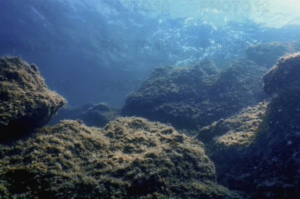 Sea Life Underwater Rocks Sunlight, Underwater Life, wildlife