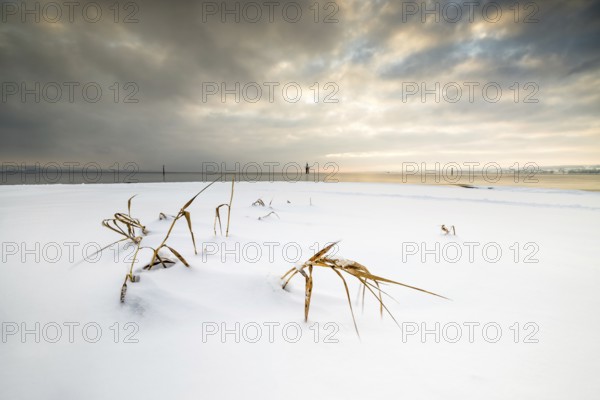 Snow-covered landscape with a few dried grasses, a cloudy sky and a calm horizon, Strandbad Hörnle, Constance, Lake Constance, Baden-Württemberg, Germany