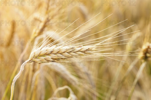 Golden ears of wheat on the field
