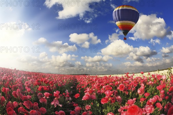 Boundless fields with blossoming pink buttercups. Over fields the huge multi-color balloon flies. Spring in the south