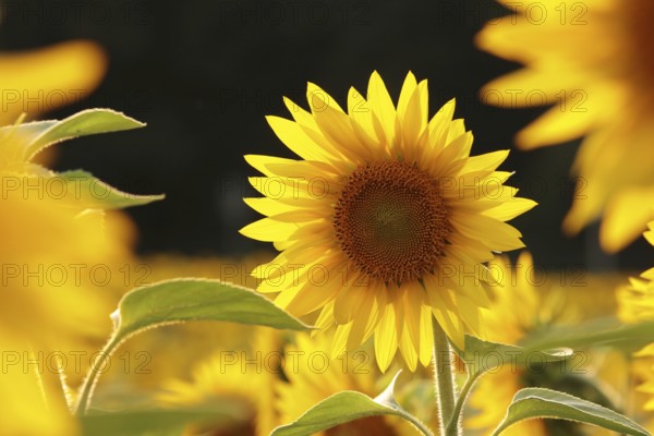 Sunflower, Helianthus annuus in the field at sunset