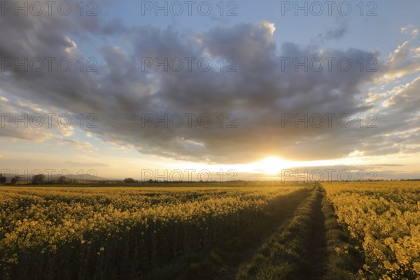 Dirt road through rapeseed field under dark clouds during sunset, Poland