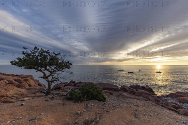 Coastal landscape with bizarre, red rocks and weathered, gnarled trees at sunset over the sea, Spiaggia di Cala E'Luas, Ogliastra, Sardinia, Italy