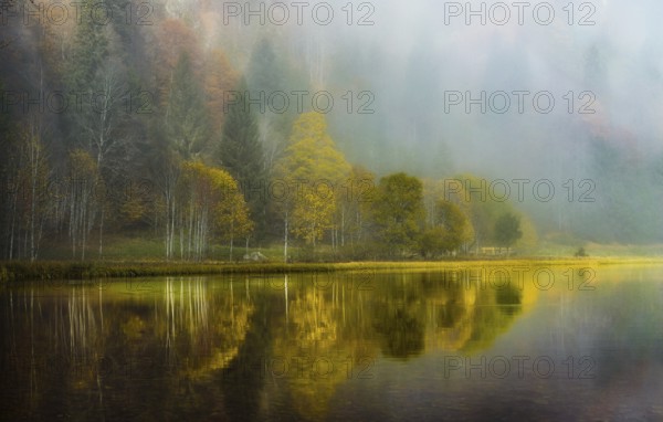 Mystical autumn landscape with misty lake and trees reflecting in the water, Feldsee, Black Forest, Germany