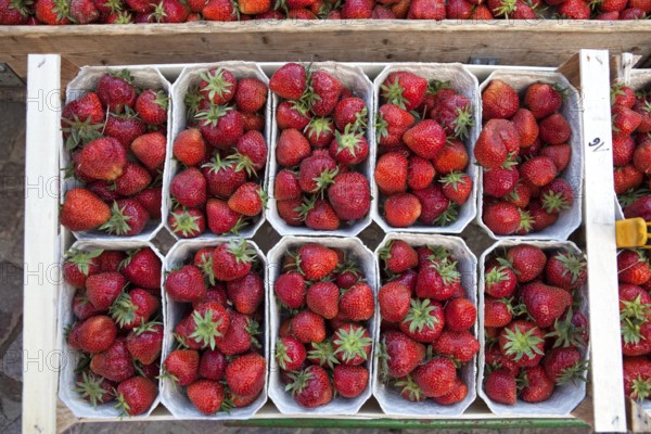 Strawberries at a market stall, Hanover, Lower Saxony, Germany, Europe, Erdbeeren an einem Marktstand, Hannover-Linden, Niedersachsen, Deutschland, Europa