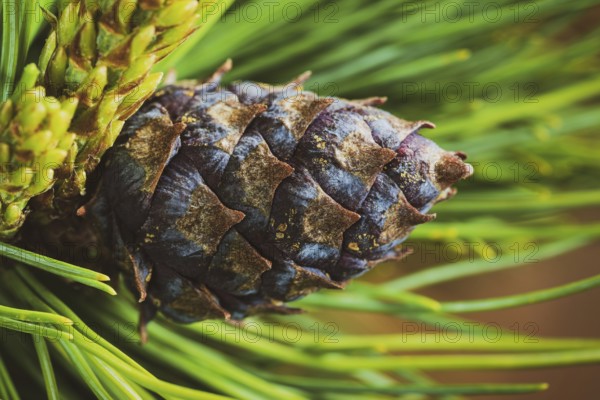 Cone with nut of dwarf stone pine (Pinus Pumila) . Close-up floral background, Christmas mood. Vintage instant color photo effect, colorful picture with toned filter