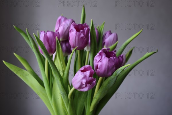 Bouquet of purple tulips on a neutral background