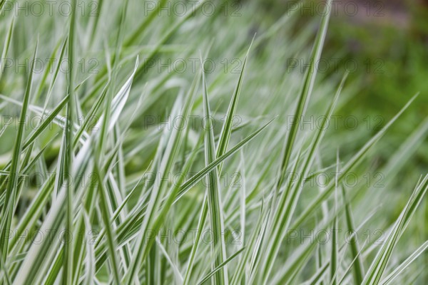 Ornamental grass, Leoben, Styria, Austria