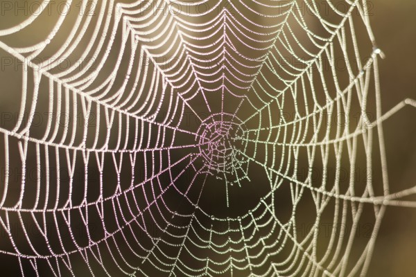 Close up view of the strings of a spiders web with bokeh. Gold spider web of lines that are crossed to a pattern with water drop. Circle drop on the line against the sun
