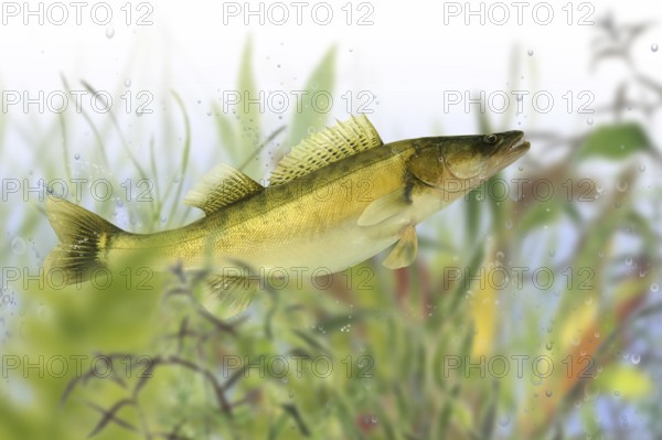 Pisces 38