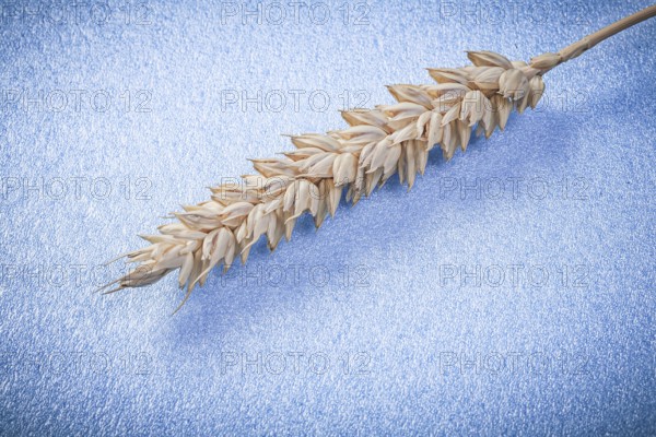 Wheat ear on blue background close up view