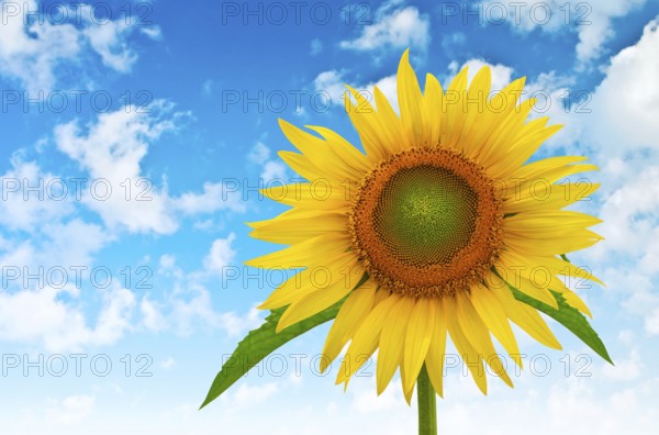 Sunflower on a background of blue cloudy sky