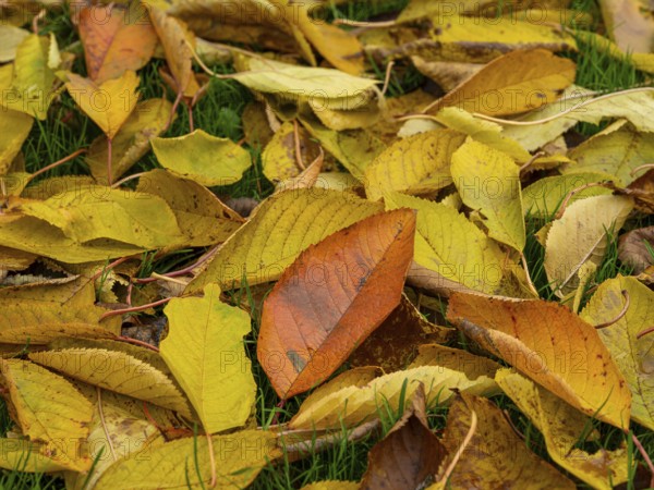 Autumn leaves on a green lawn, Braunschweig, Lower Saxony, Germany