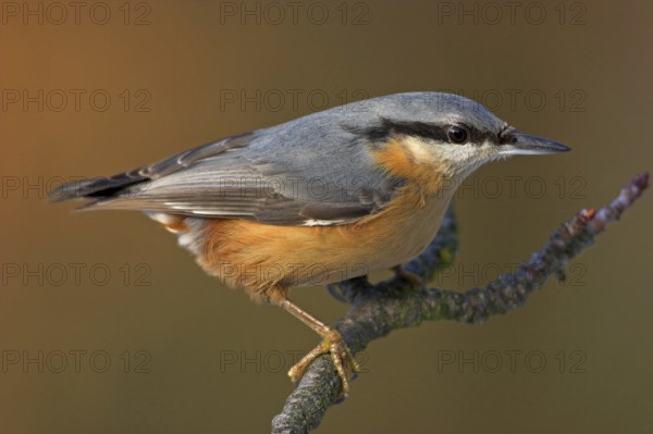Eurasian nuthatch (Sitta europaea), Sittelle torchepot, Trepador Azul, Battenberg, Tiszaalpár, Kiskunsági National Park, Bács-Kiskun, Hungary