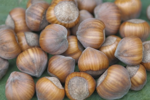 Hazelnut (Corylus 'Gubener Zellernuss'), Laußnitz, 81