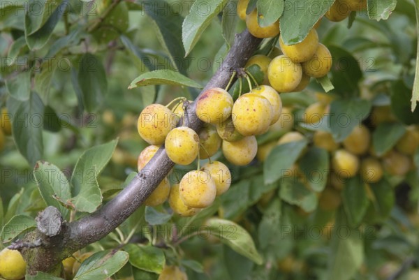 Mirabelle plum (Prunus domestica 'Nancymirabelle'), Bundessortenamt Prüfstelle Marquardt, Marquardt, 81
