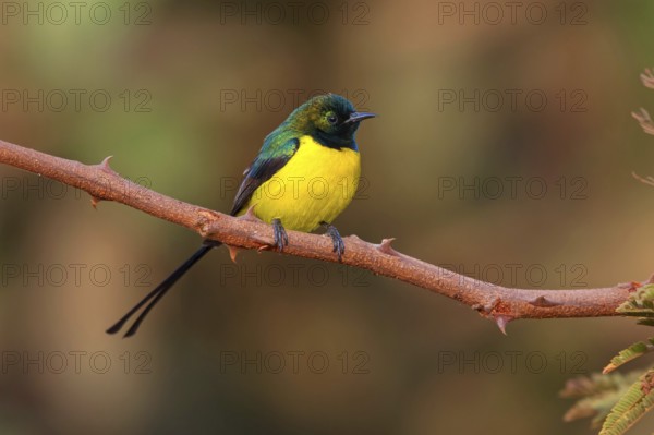 Green-breasted Sunbird, Green-throated Sunbird, (Hedydipna platura), Tendaba camp / Kwinella area, Kwinella, South Bank, Gambia