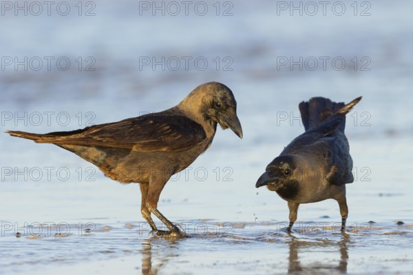 Shining Crow, Indian House Crow, House Crow, (Corvus splendens), Corbeau familier, Corneja India, Raysut, Salalah, Dhofar, Oman